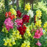 Fleurs - Muflier (Gueule de Loup) Goupil Varié - face recto